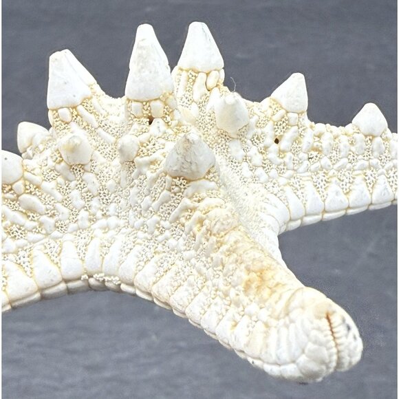 White Bleached Knobby Starfish Sea Star Shell Ocean Nautical Decor 4x4" - Picture 4 of 6